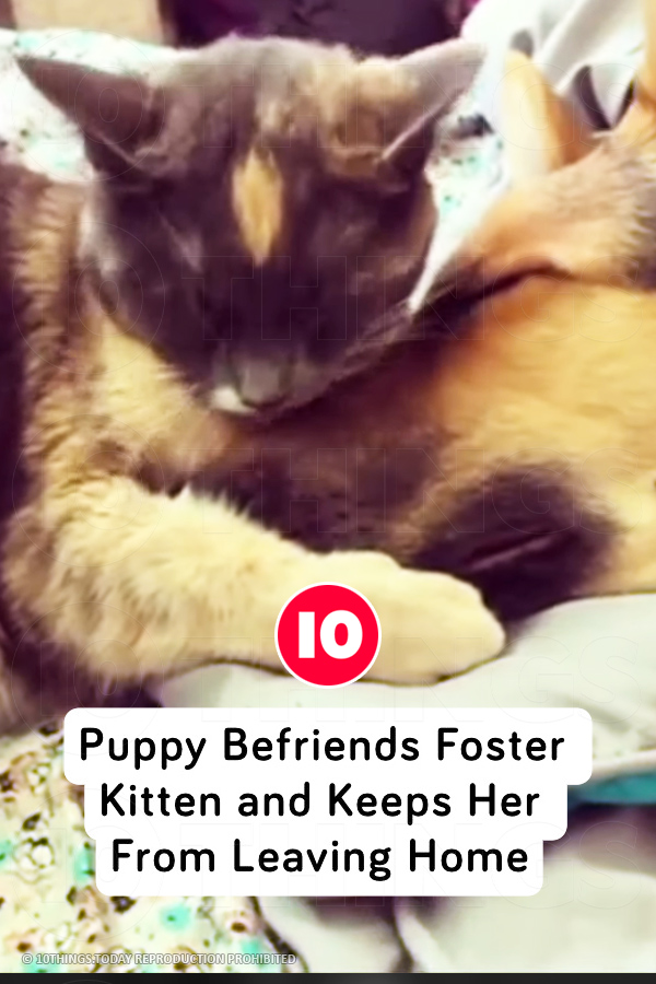 Puppy Befriends Foster Kitten and Keeps Her From Leaving Home
