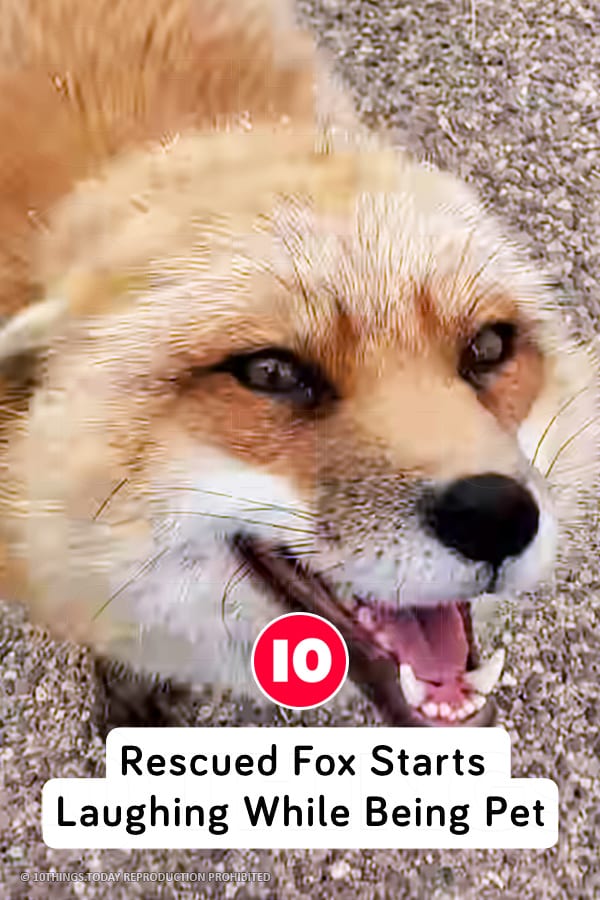 Rescued Fox Starts Laughing While Being Pet