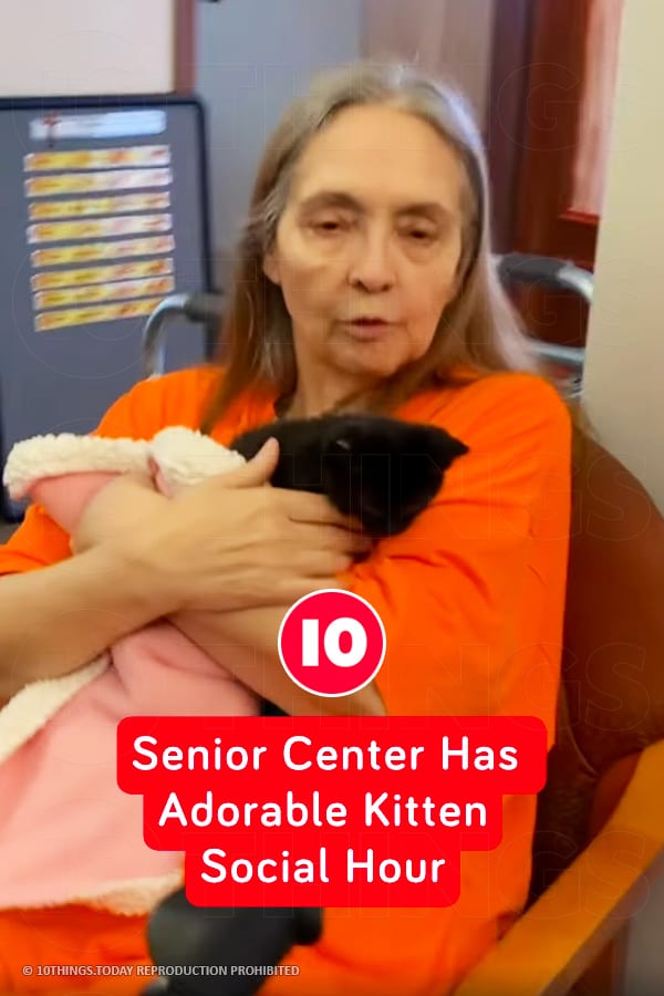 Senior Center Has Adorable Kitten Social Hour