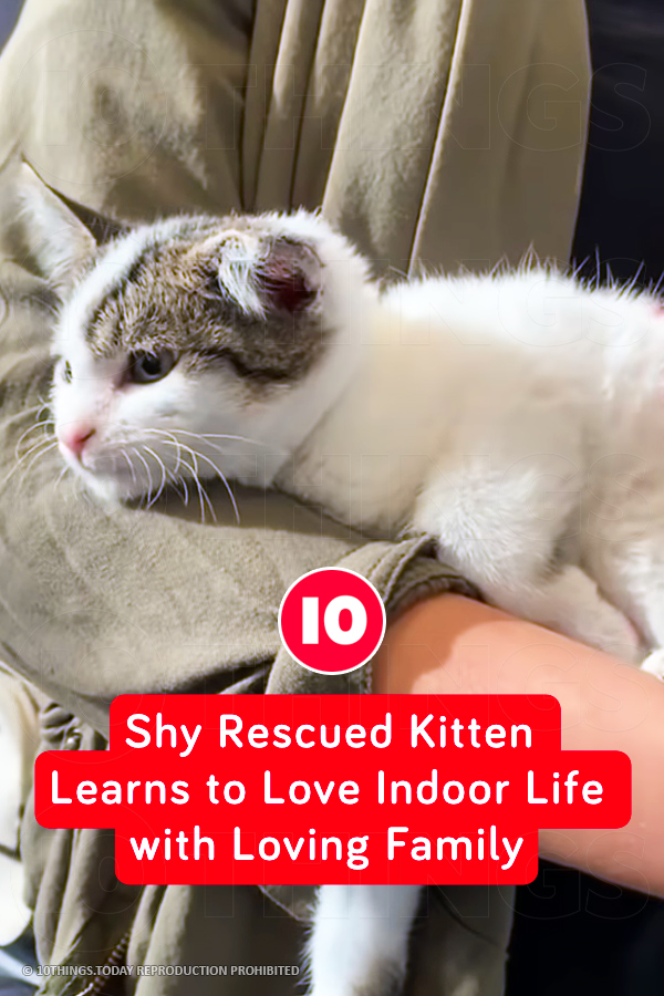 Shy Rescued Kitten Learns to Love Indoor Life with Loving Family
