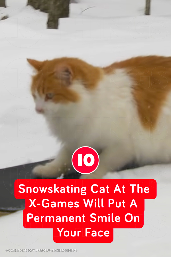 Snowskating Cat At The X-Games Will Put A Permanent Smile On Your Face