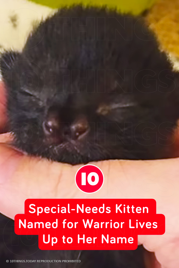 Special-Needs Kitten Named for Warrior Lives Up to Her Name