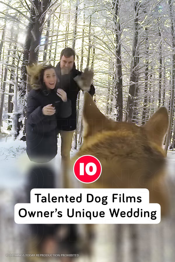 Talented Dog Films Owner’s Unique Wedding