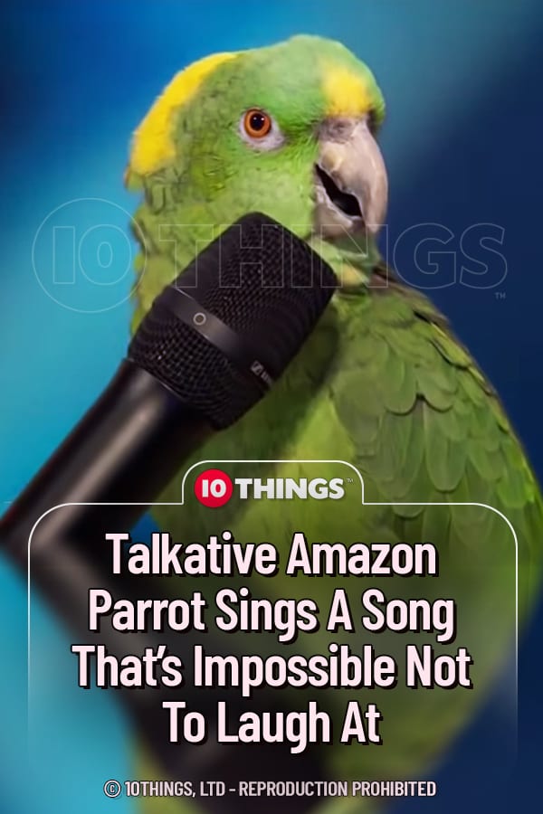 Talkative Amazon Parrot Sings A Song That’s Impossible Not To Laugh At