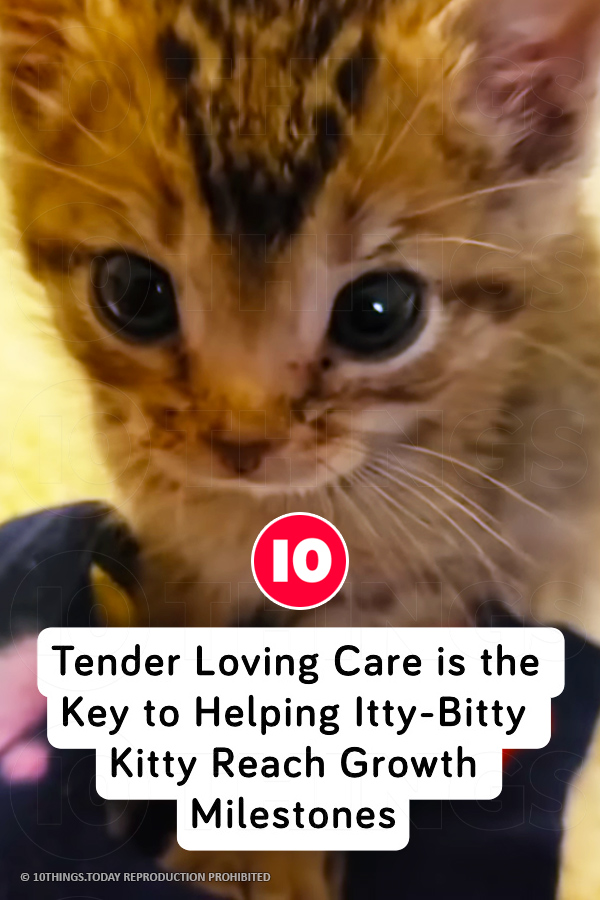Tender Loving Care is the Key to Helping Itty-Bitty Kitty Reach Growth Milestones