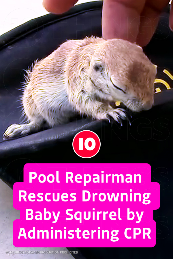Pool Repairman Rescues Drowning Baby Squirrel by Administering CPR
