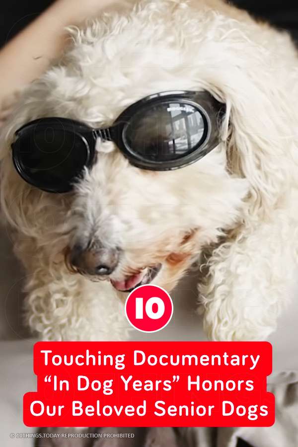 Touching Documentary “In Dog Years” Honors Our Beloved Senior Dogs