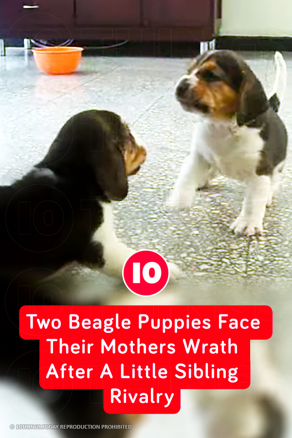 Two Beagle Puppies Face Their Mothers Wrath After A Little Sibling Rivalry