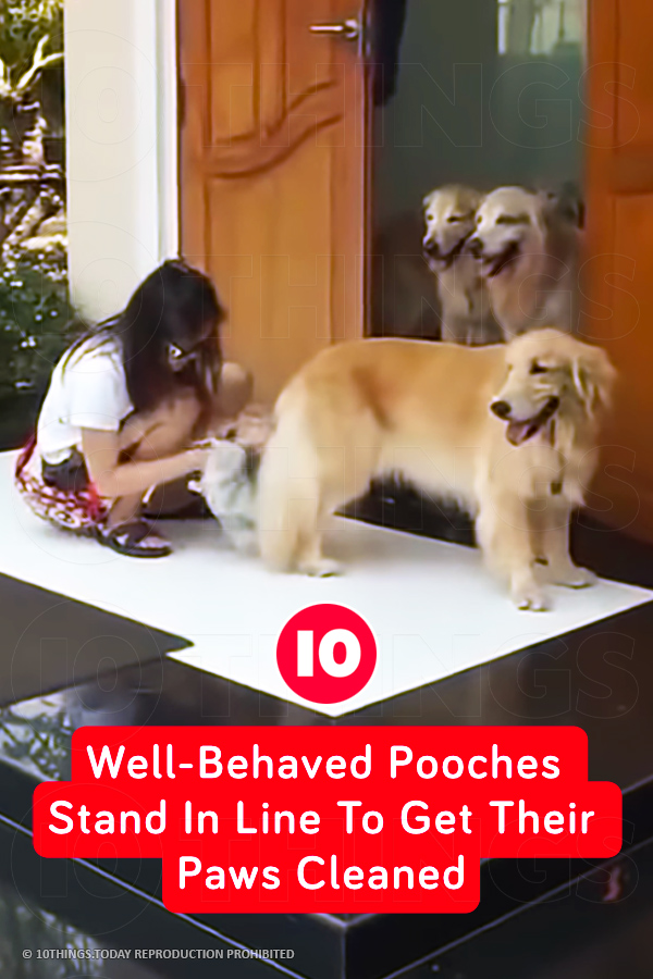Well-Behaved Pooches Stand In Line To Get Their Paws Cleaned