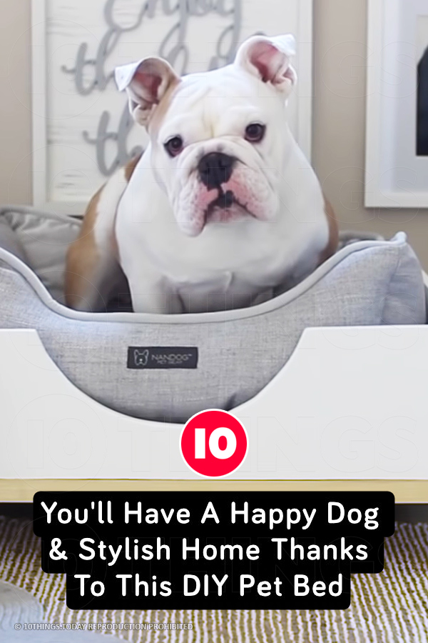 You\'ll Have A Happy Dog & Stylish Home Thanks To This DIY Pet Bed