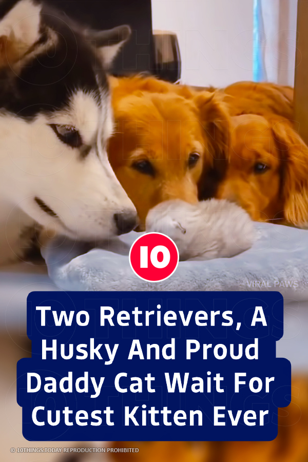 Two Retrievers, A Husky And Proud Daddy Cat Wait For Cutest Kitten Ever