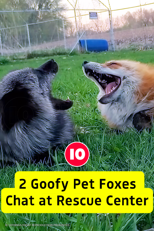 2 Goofy Pet Foxes Chat at Rescue Center