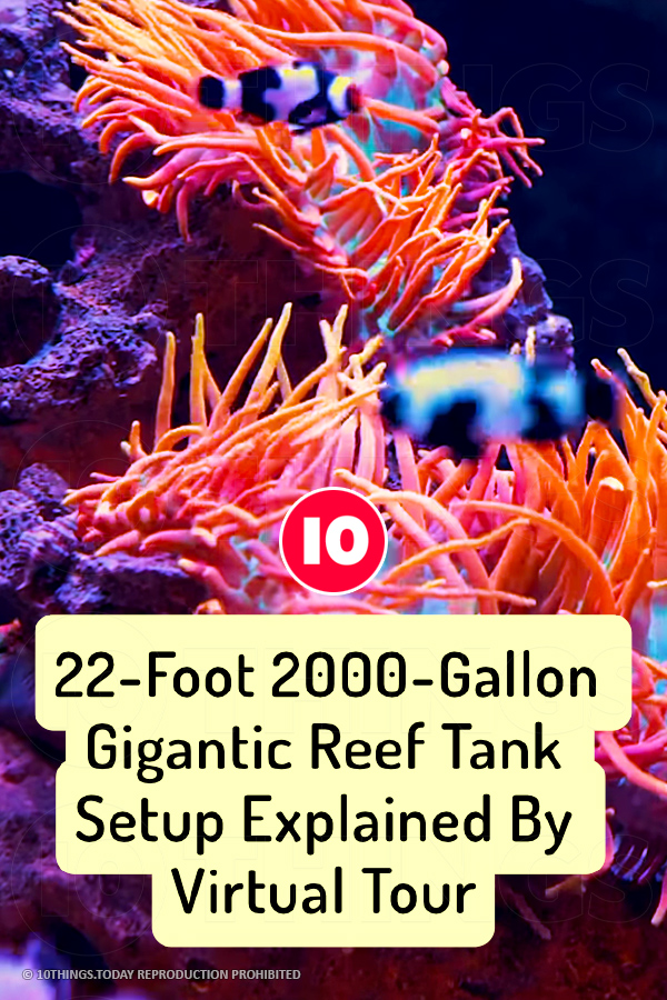 22-Foot 2000-Gallon Gigantic Reef Tank Setup Explained By Virtual Tour