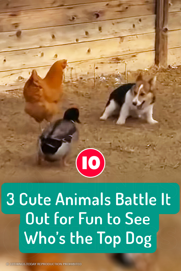 3 Cute Animals Battle It Out for Fun to See Who’s the Top Dog