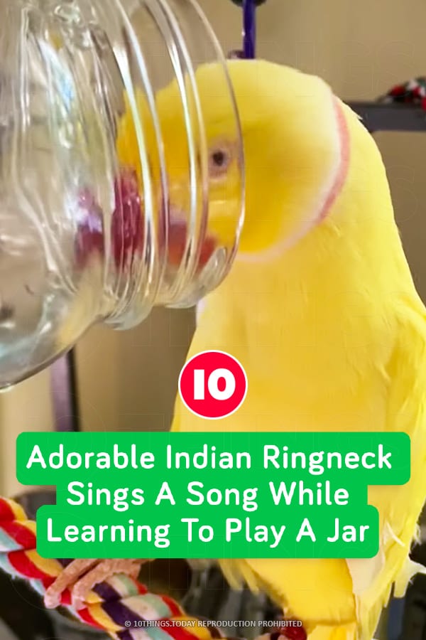 Adorable Indian Ringneck Sings A Song While Learning To Play A Jar