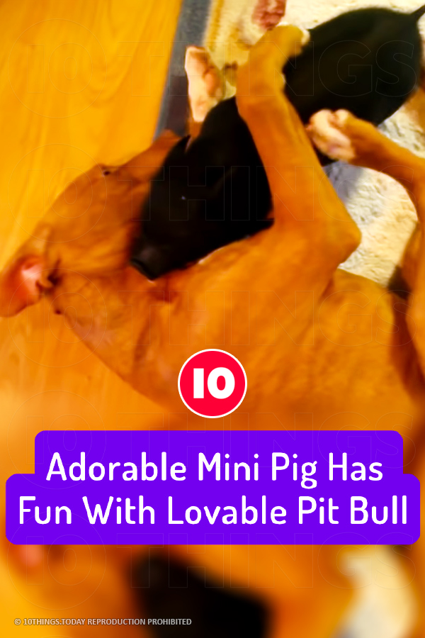 Adorable Mini Pig Has Fun With Lovable Pit Bull