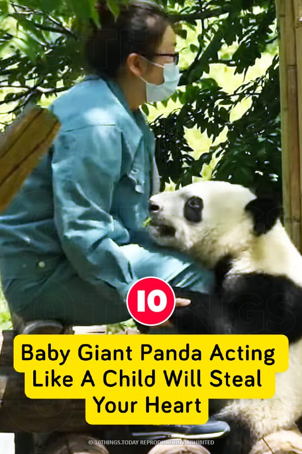 Baby Giant Panda Acting Like A Child Will Steal Your Heart