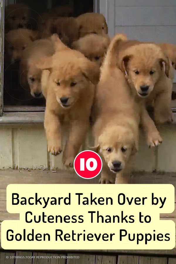 Backyard Taken Over by Cuteness Thanks to Golden Retriever Puppies