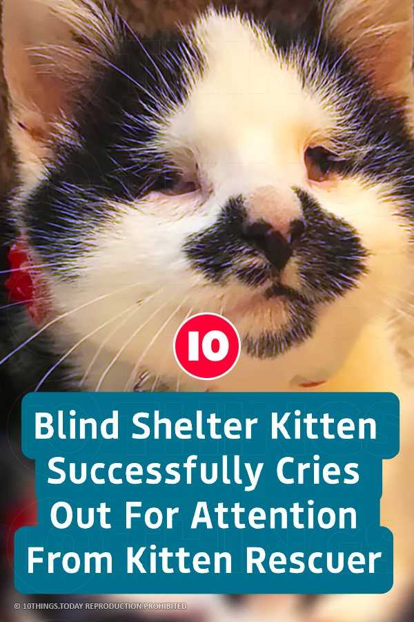 Blind Shelter Kitten Successfully Cries Out For Attention From Kitten Rescuer
