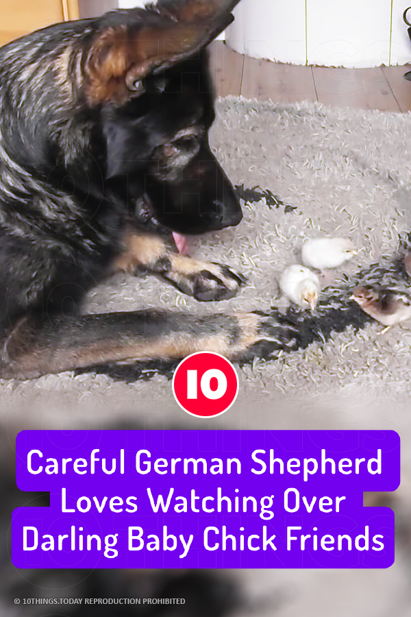 Careful German Shepherd Loves Watching Over Darling Baby Chick Friends