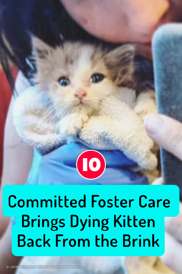 Committed Foster Care Brings Dying Kitten Back From the Brink