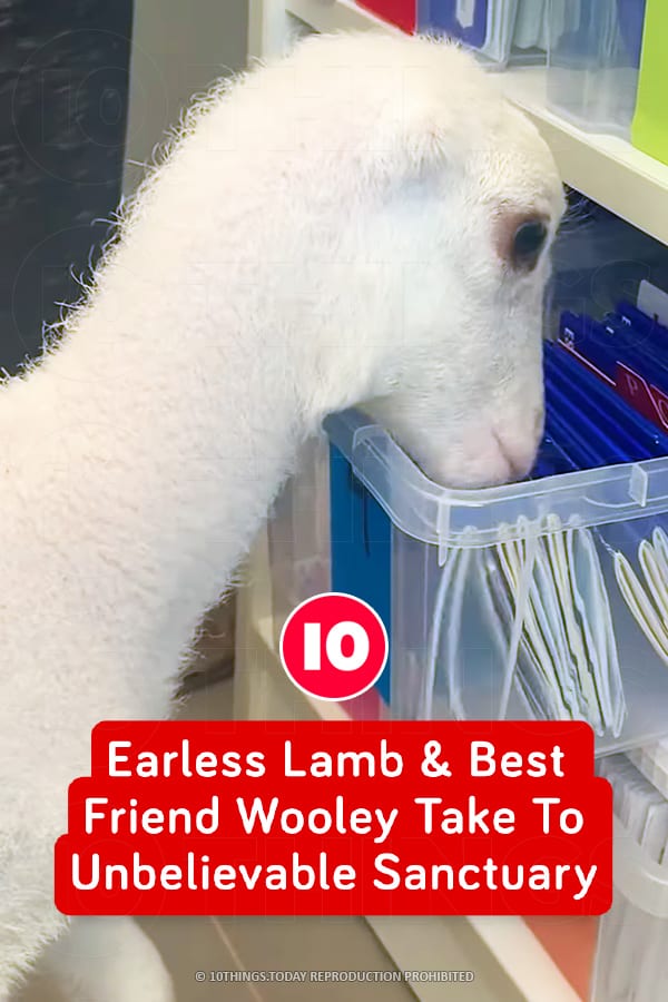 Earless Lamb & Best Friend Wooley Take To Unbelievable Sanctuary