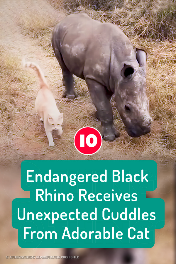 Endangered Black Rhino Receives Unexpected Cuddles From Adorable Cat