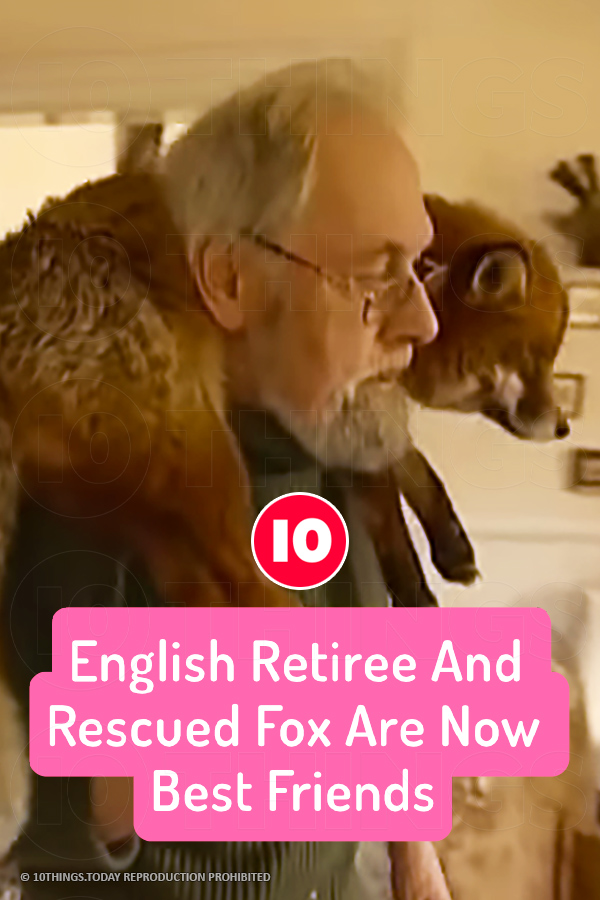 English Retiree And Rescued Fox Are Now Best Friends