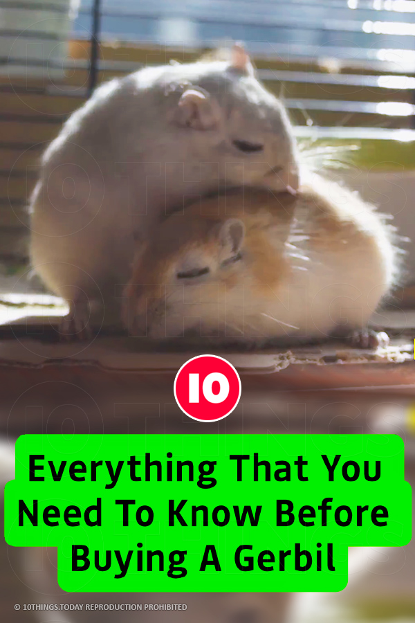 Everything That You Need To Know Before Buying A Gerbil