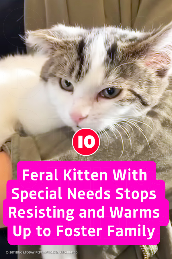Feral Kitten With Special Needs Stops Resisting and Warms Up to Foster Family