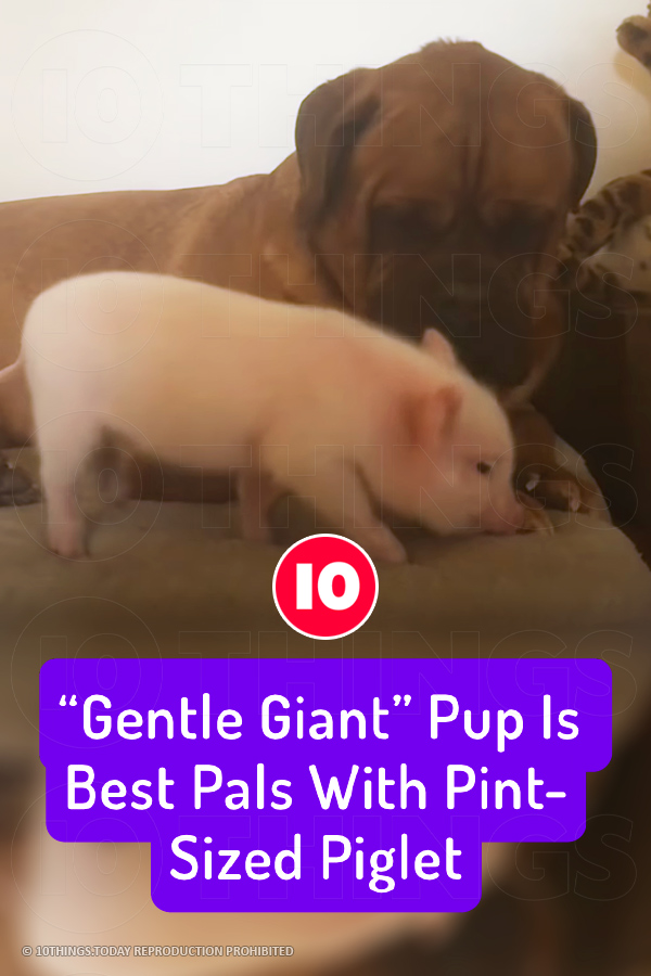 “Gentle Giant” Pup Is Best Pals With Pint-Sized Piglet