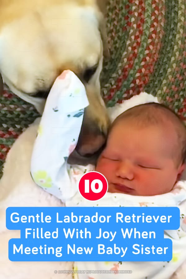 Gentle Labrador Retriever Filled With Joy When Meeting New Baby Sister