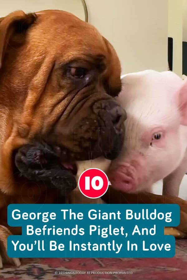 George The Giant Bulldog Befriends Piglet, And You’ll Be Instantly In Love
