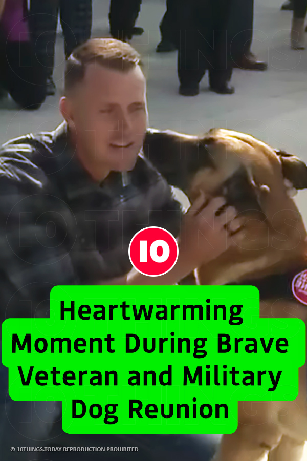 Heartwarming Moment During Brave Veteran and Military Dog Reunion