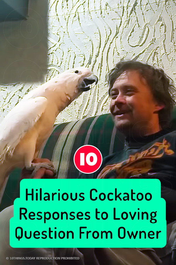 Hilarious Cockatoo Responses to Loving Question From Owner