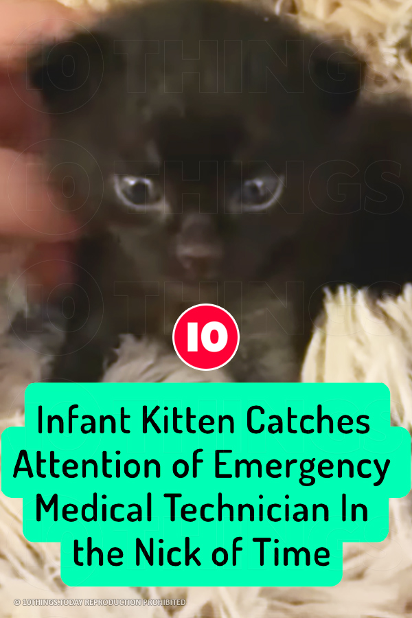 Infant Kitten Catches Attention of Emergency Medical Technician In the Nick of Time