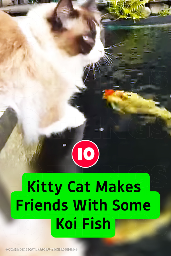 Kitty Cat Makes Friends With Some Koi Fish