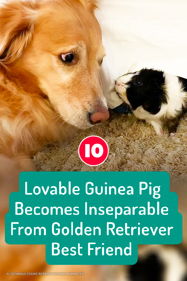 Lovable Guinea Pig Becomes Inseparable From Golden Retriever Best Friend