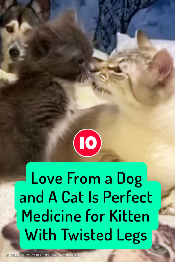 Love From a Dog and A Cat Is Perfect Medicine for Kitten With Twisted Legs