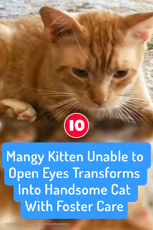 Mangy Kitten Unable to Open Eyes Transforms Into Handsome Cat With Foster Care