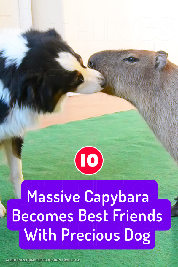 Massive Capybara Becomes Best Friends With Precious Dog