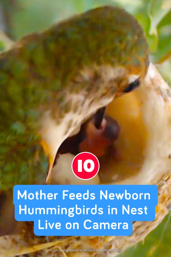Mother Feeds Newborn Hummingbirds in Nest Live on Camera