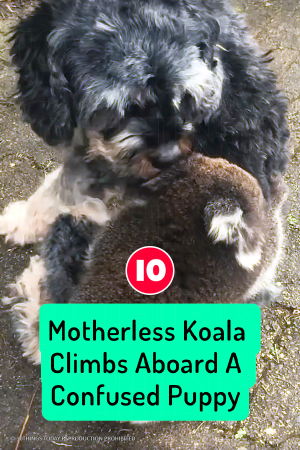 Motherless Koala Climbs Aboard A Confused Puppy