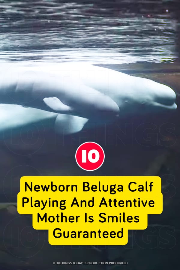 Newborn Beluga Calf Playing And Attentive Mother Is Smiles Guaranteed