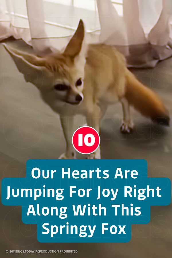 Our Hearts Are Jumping For Joy Right Along With This Springy Fox
