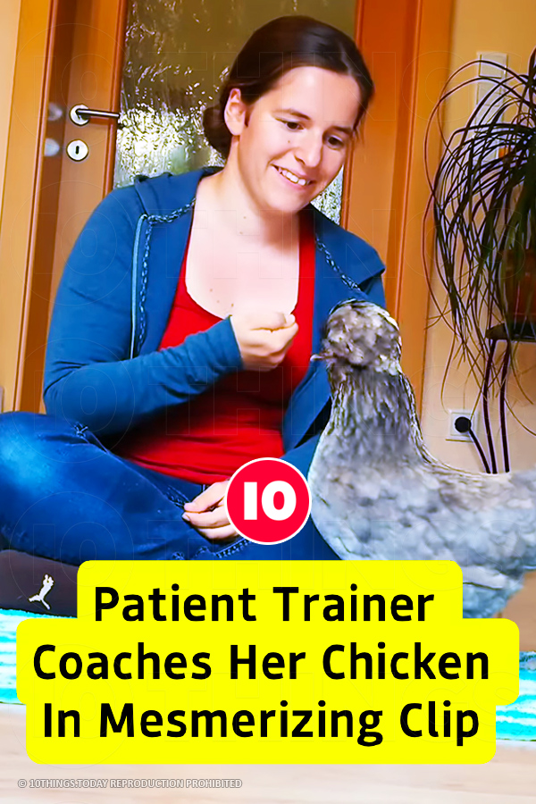 Patient Trainer Coaches Her Chicken In Mesmerizing Clip
