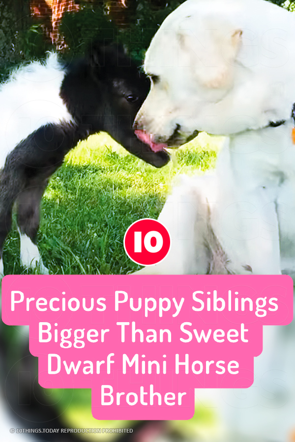 Precious Puppy Siblings Bigger Than Sweet Dwarf Mini Horse Brother
