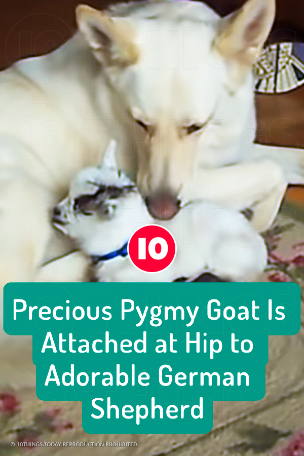 Precious Pygmy Goat Is Attached at Hip to Adorable German Shepherd