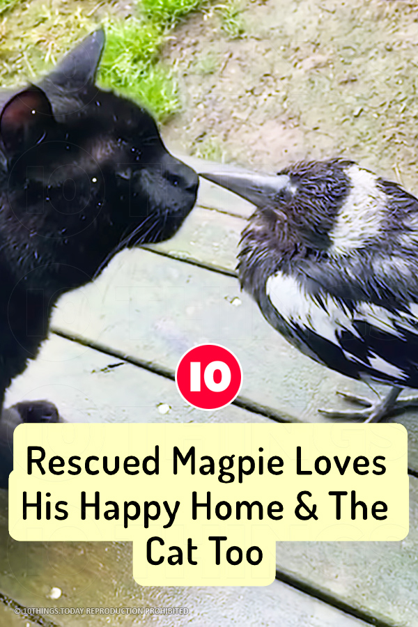 Rescued Magpie Loves His Happy Home & The Cat Too