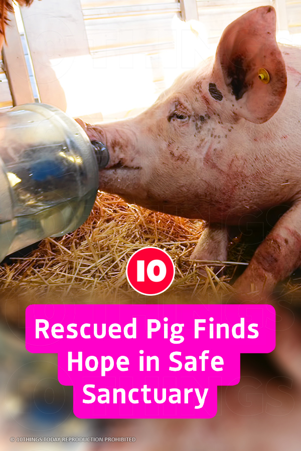 Rescued Pig Finds Hope in Safe Sanctuary